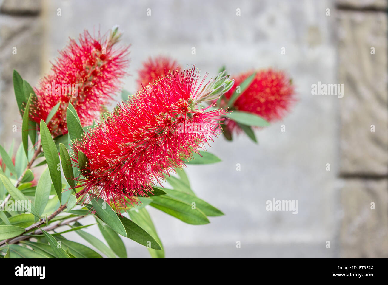 red flowers of the Bottle Brush shrub Stock Photo Alamy