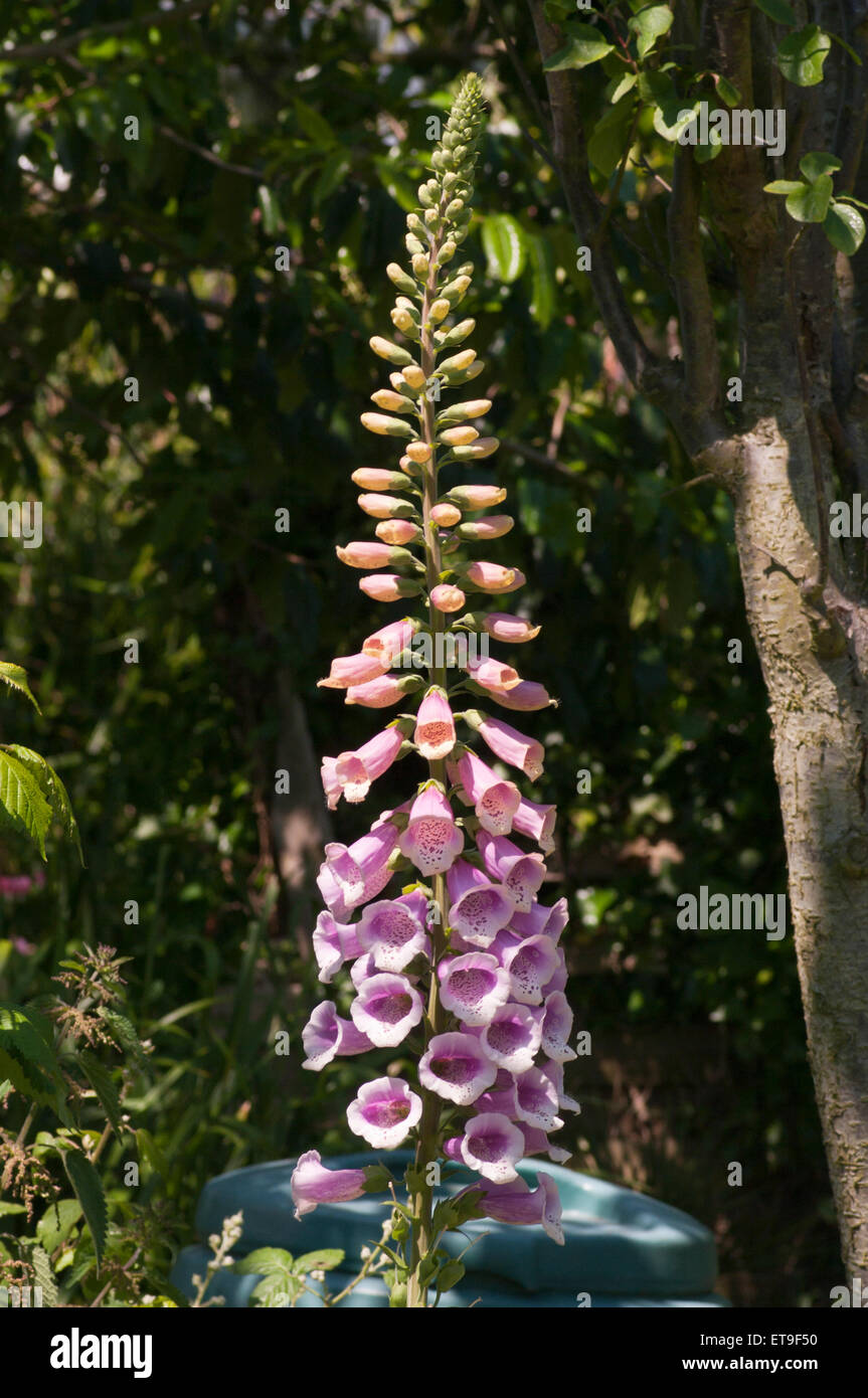 Purple and White Digitalis purpurea commonly known as foxgloves Stock