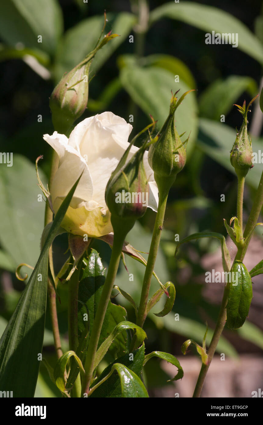 White Rose Opening amongst Closed Rosebuds Stock Photo Alamy