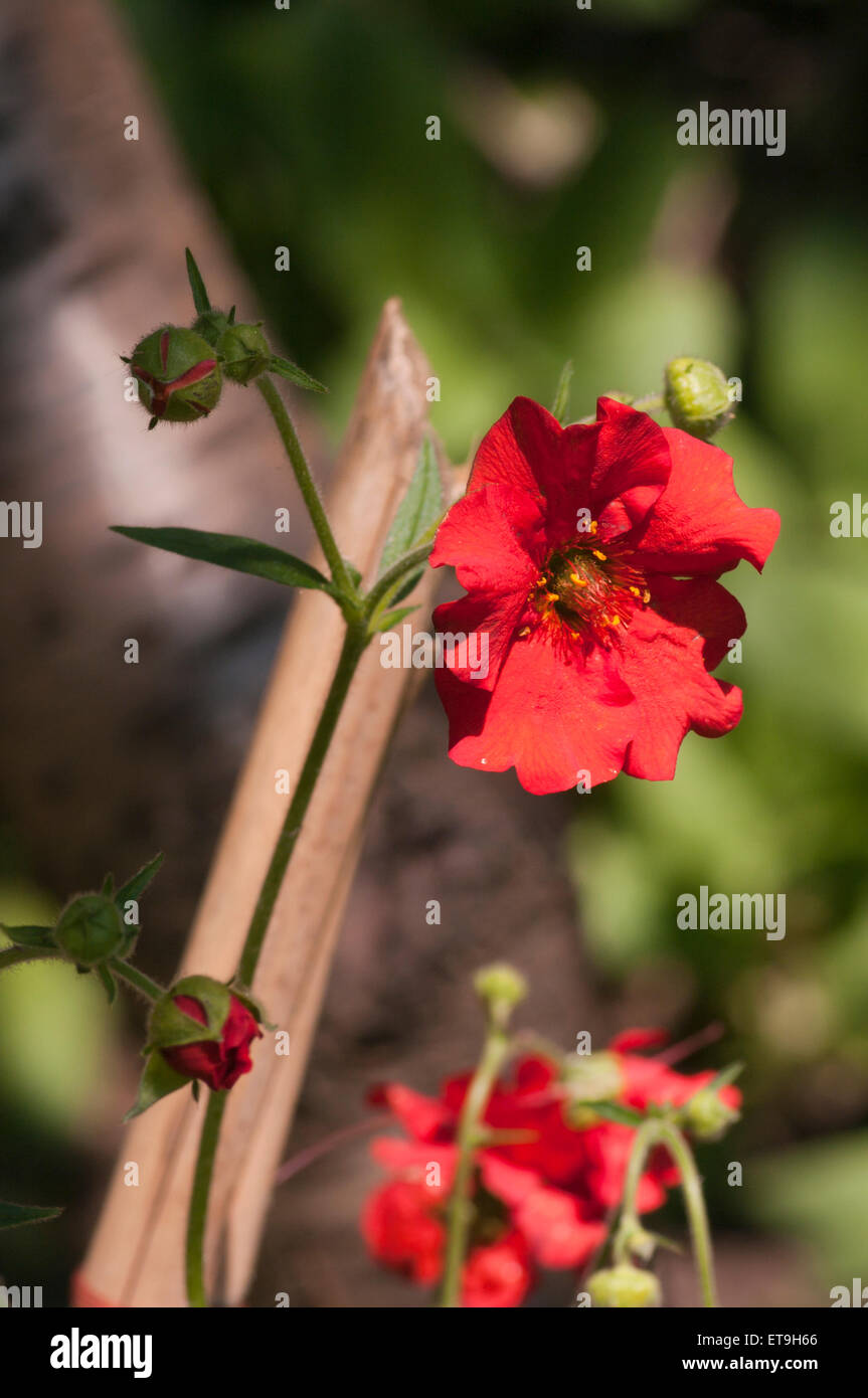 Red Geum Avens Flower Stock Photo