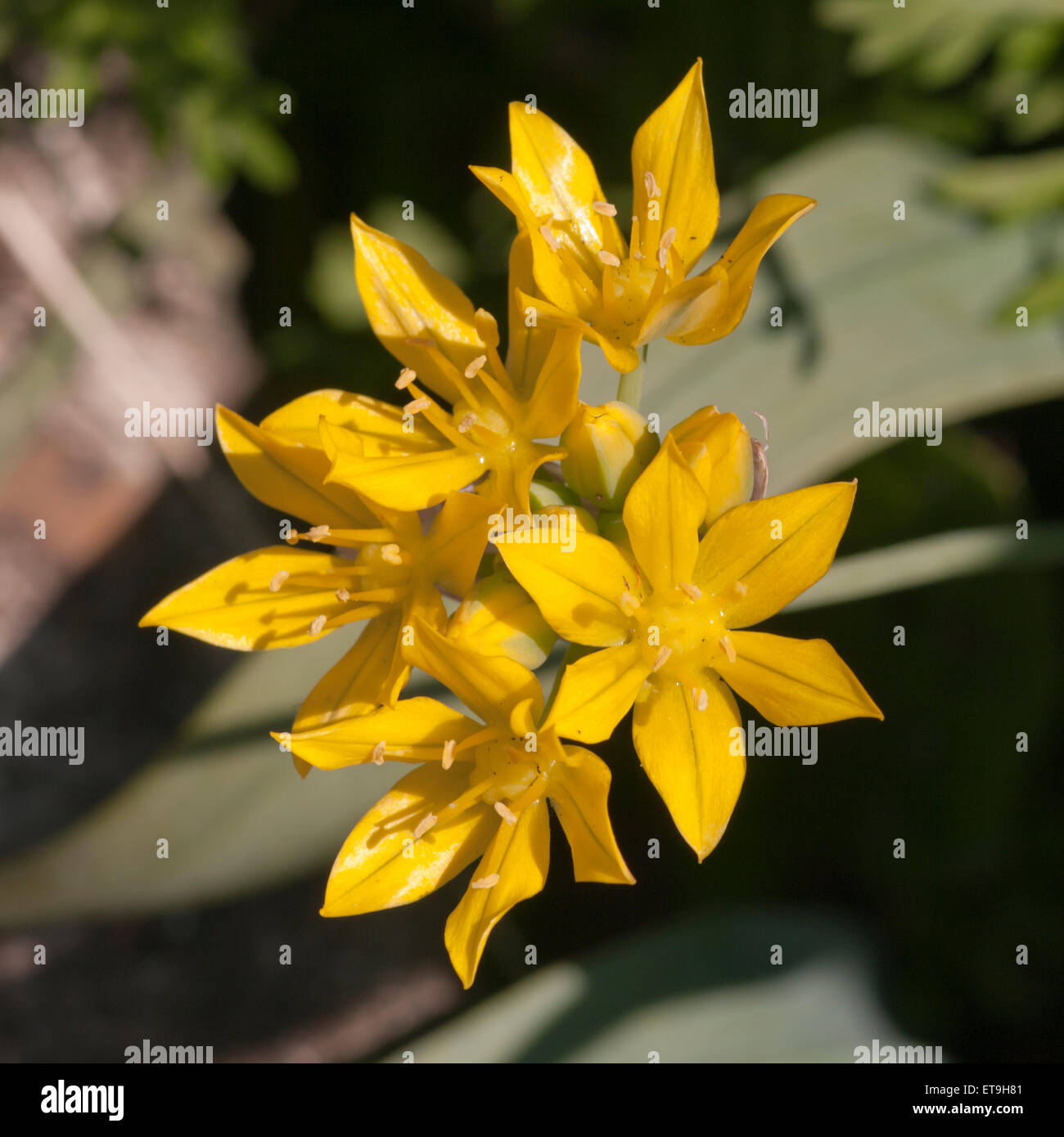 Yellow Allium Moly also known as golden garlic or lily leek Stock Photo