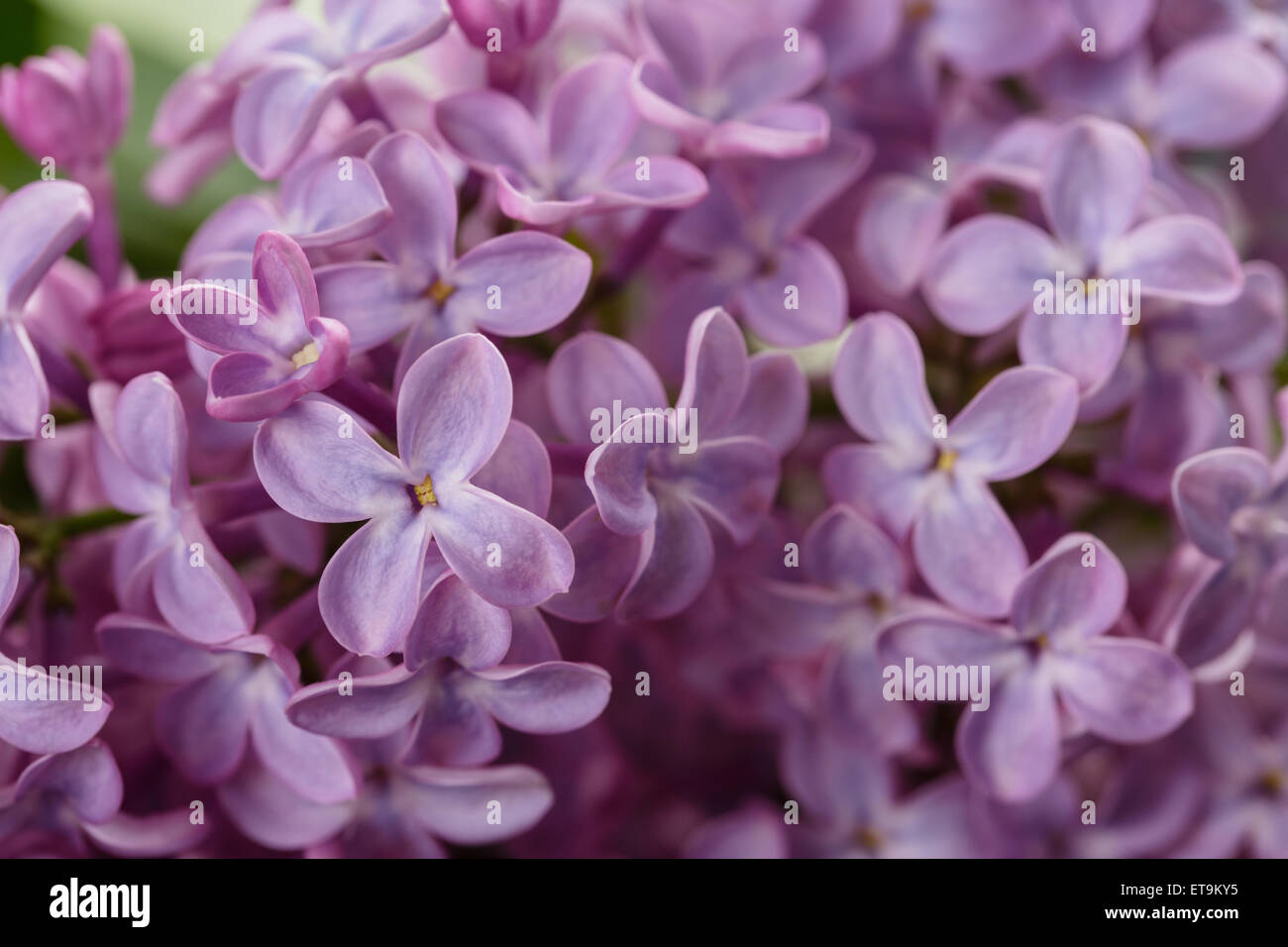macro photo of purple lilac flowers Stock Photo - Alamy