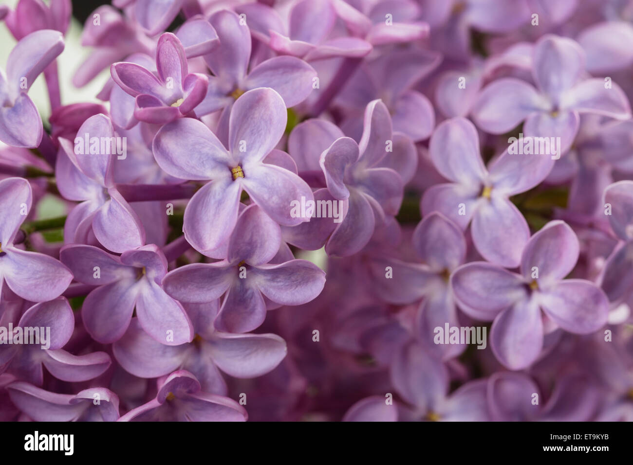 macro photo of purple lilac flowers Stock Photo - Alamy