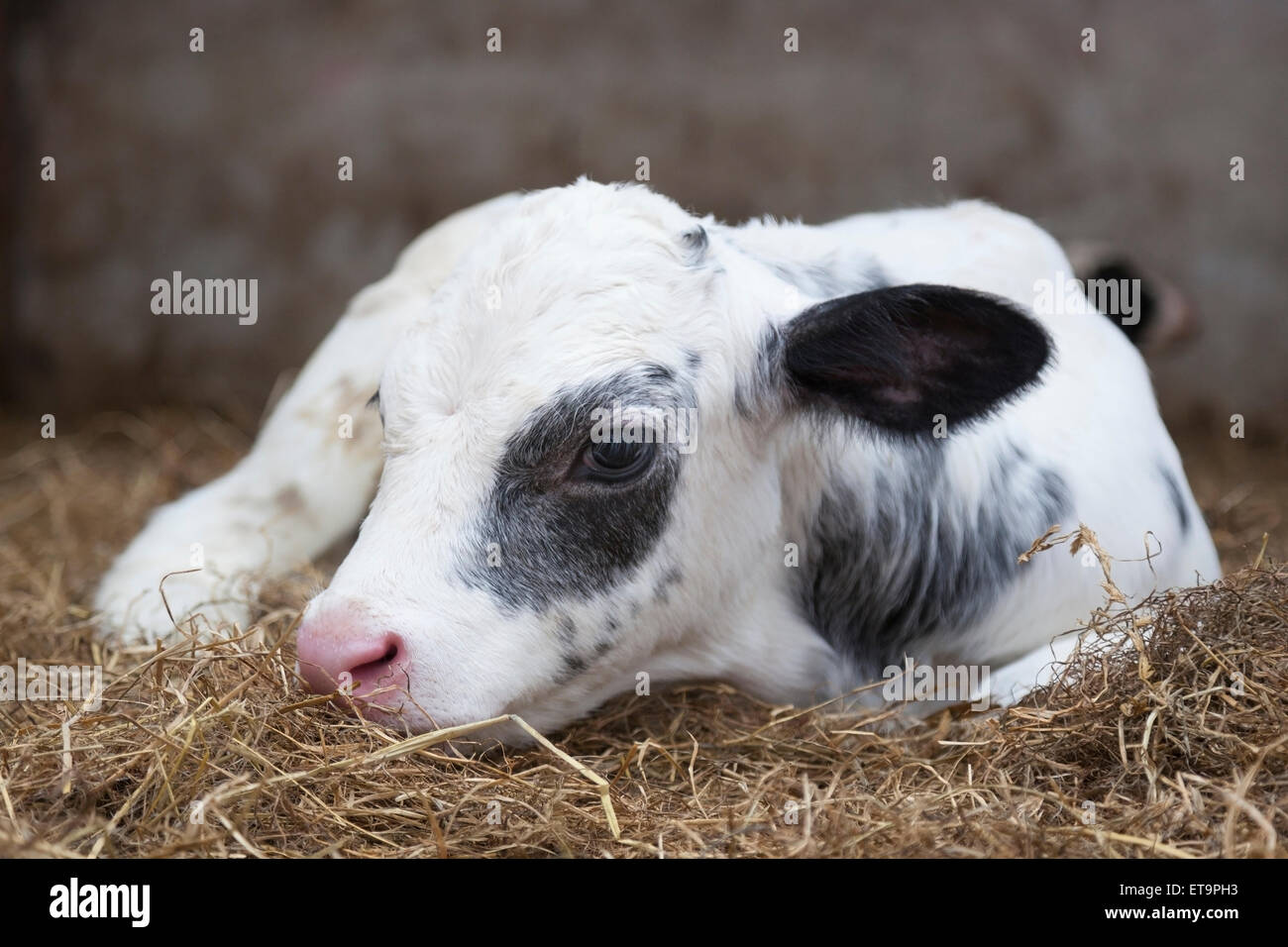 very young black and white calf lies in straw of barn Stock Photo - Alamy