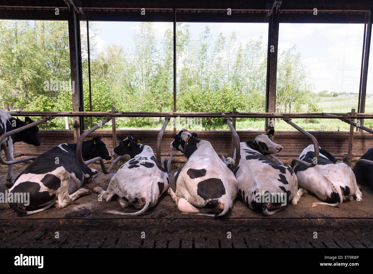black and white cows lie in open stable with green background Stock Photo