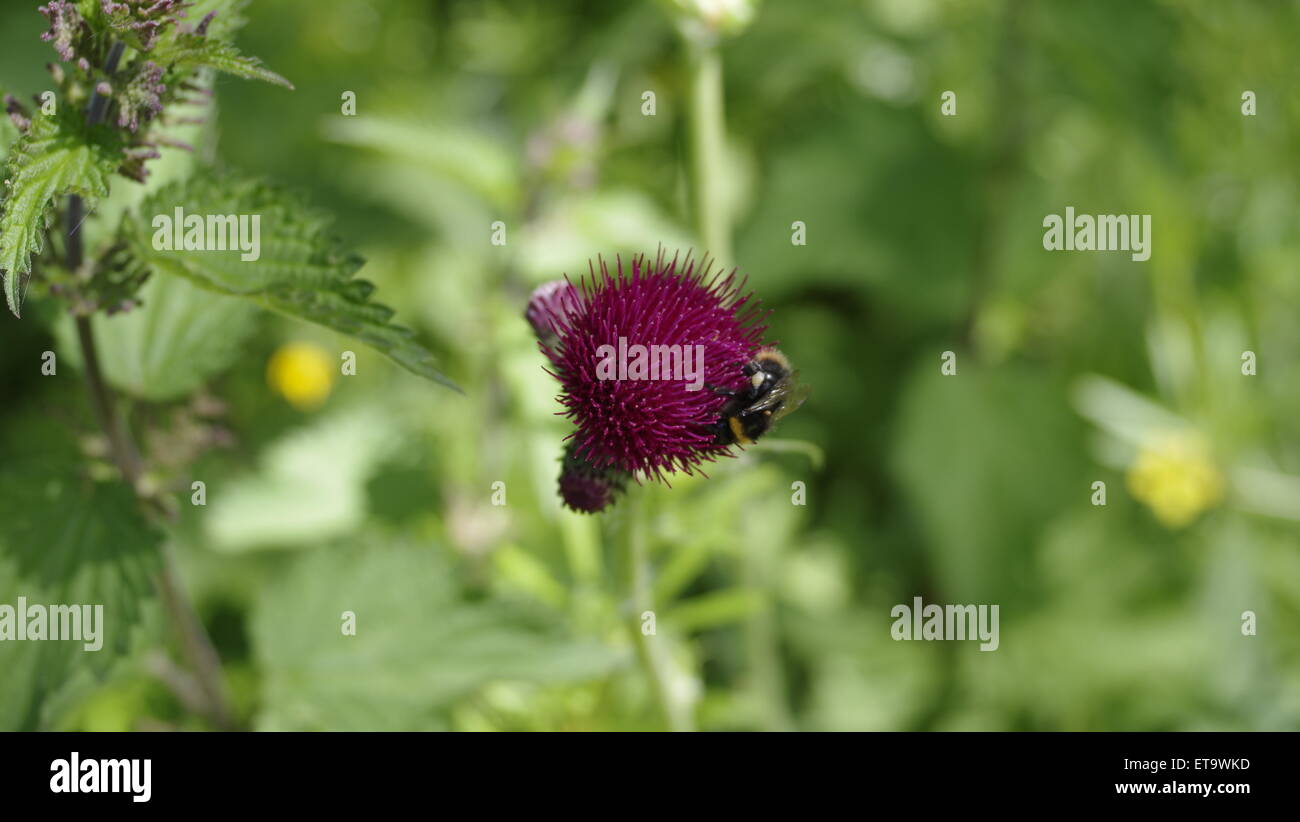 Bumblebee On Plume Thistle Flower With Pollen Stock Photo