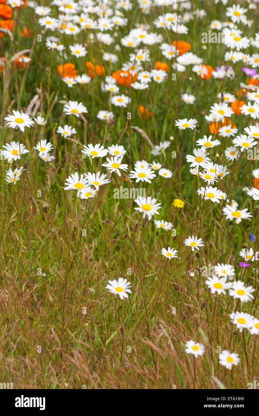 Oxeye daisies and California poppies wild flowers growing in summer at