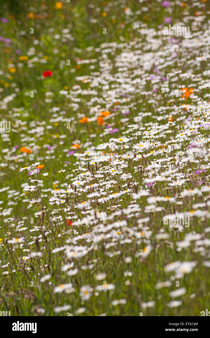 masses of wild flowers growing in summer at Bournemouth, Dorset Stock ...