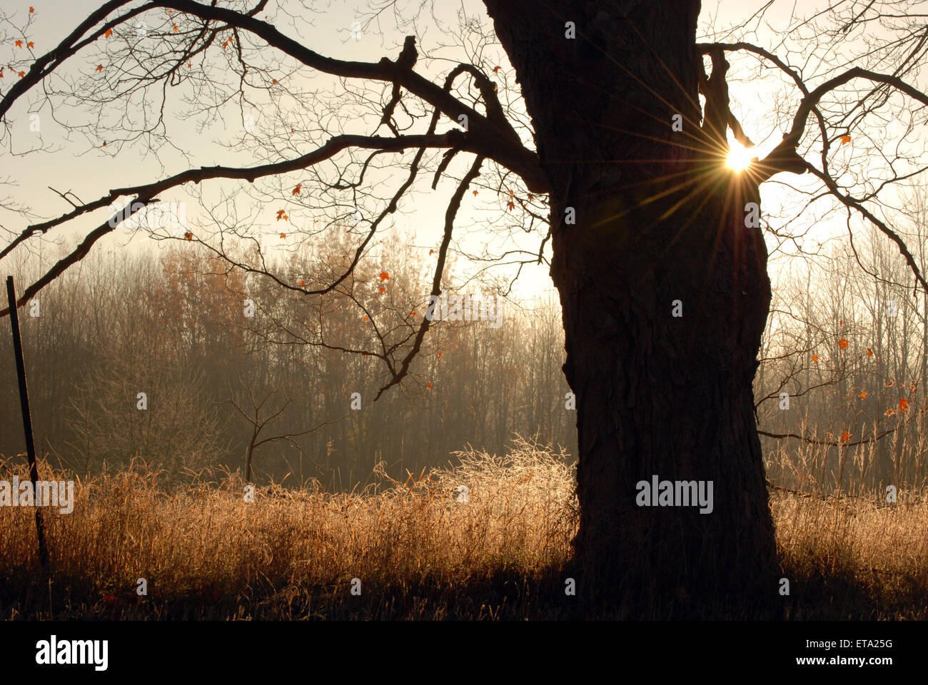 Old oak tree silhouette hi-res stock photography and images - Alamy