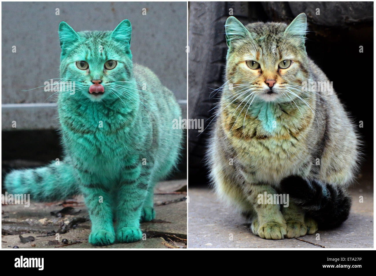 unoa 【Victorian cats Blue green】 unoa 【Victorian cats Blue green】 unoa 【Victorian cats Blue