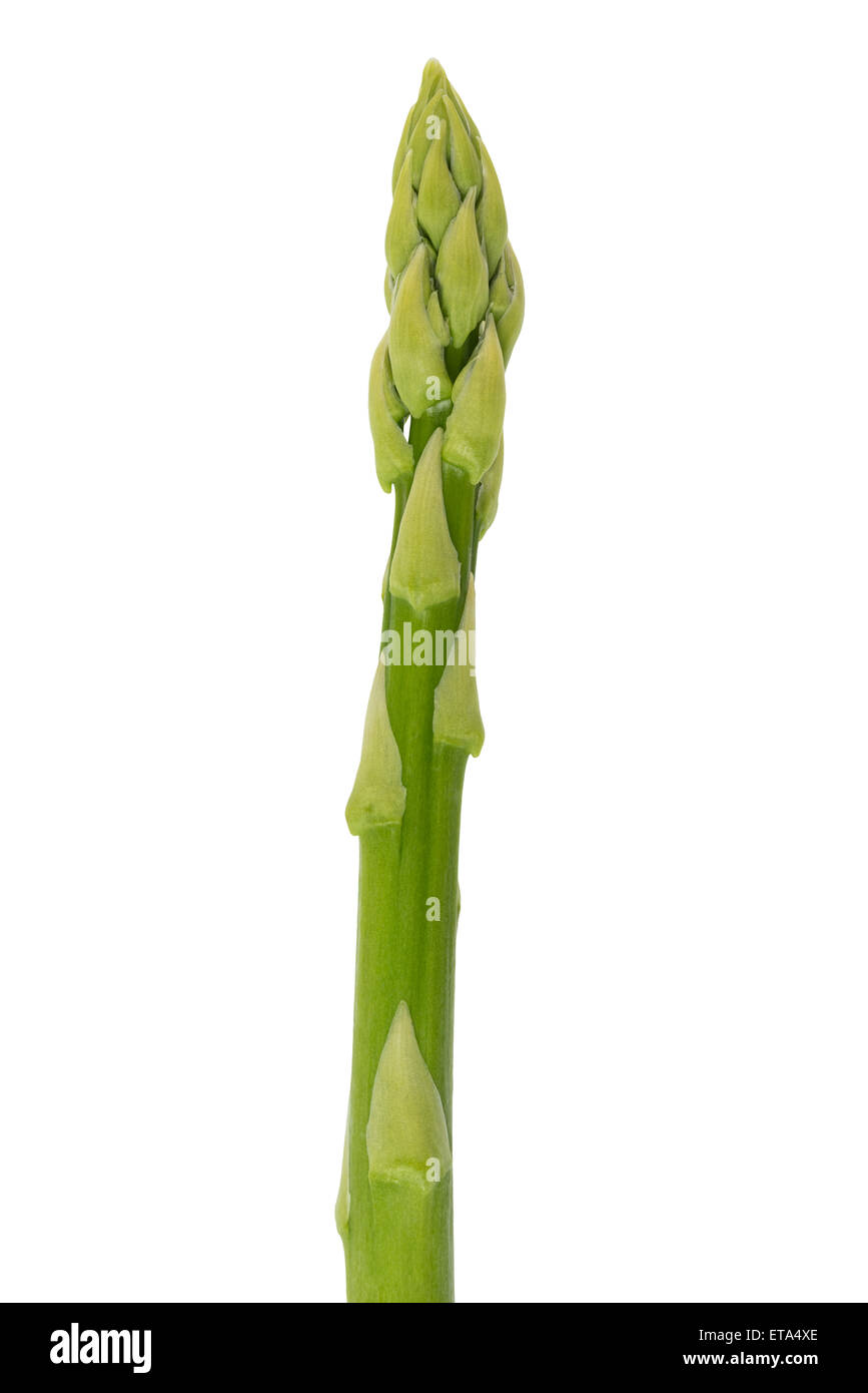 Single Asparagus