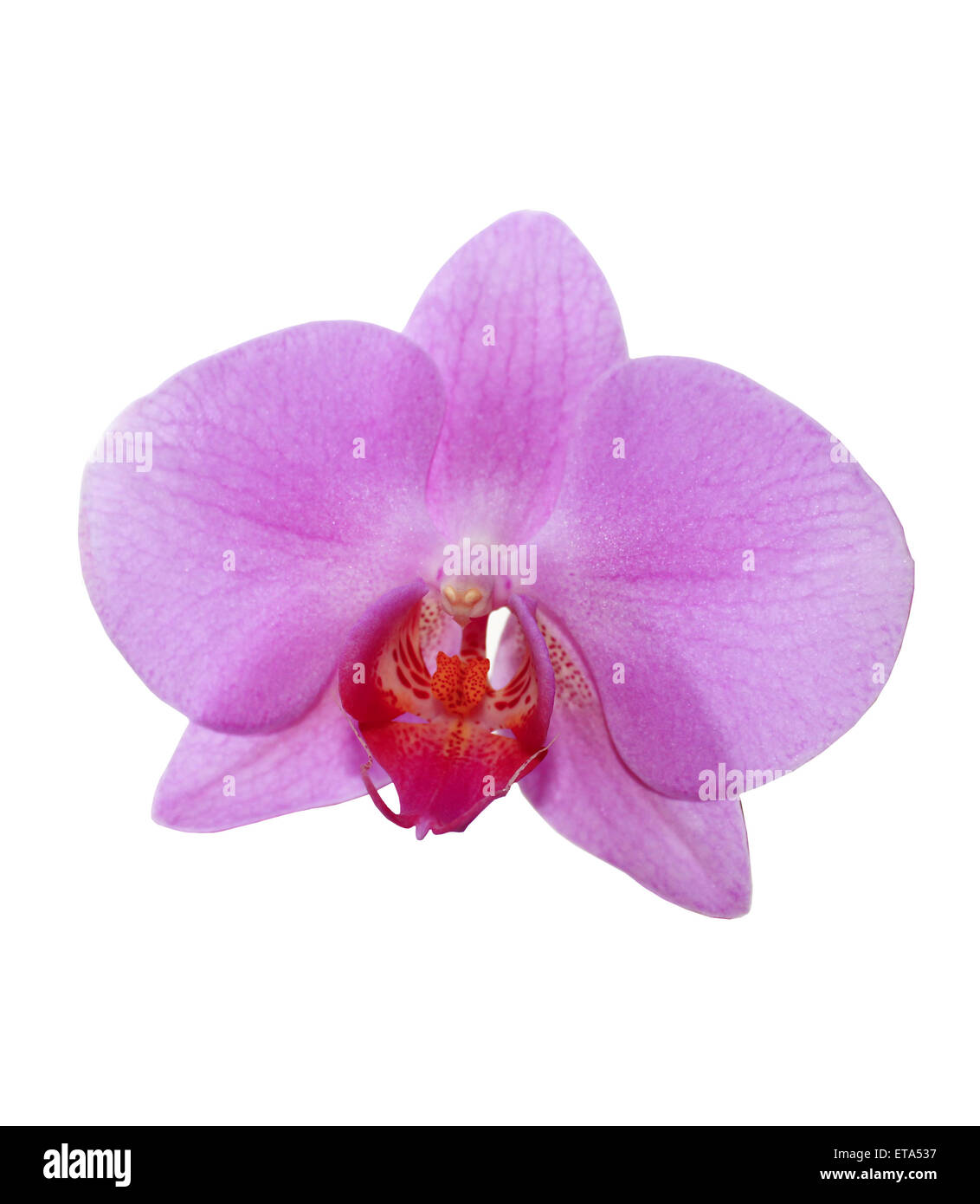 flower of pink orchid isolated on the white background Stock Photo - Alamy