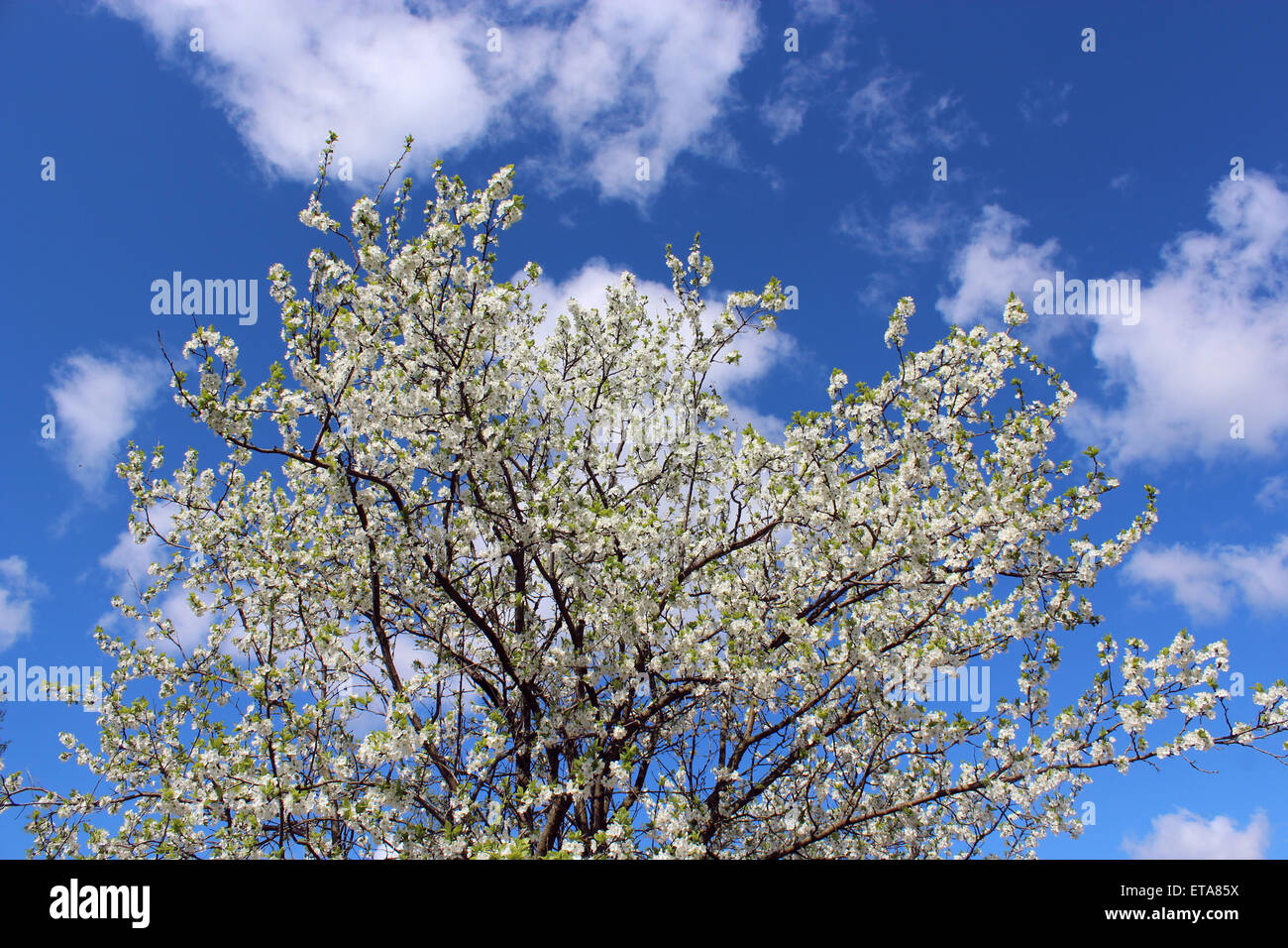 branch of blossoming tree of plum on background of the blue sky Stock ...