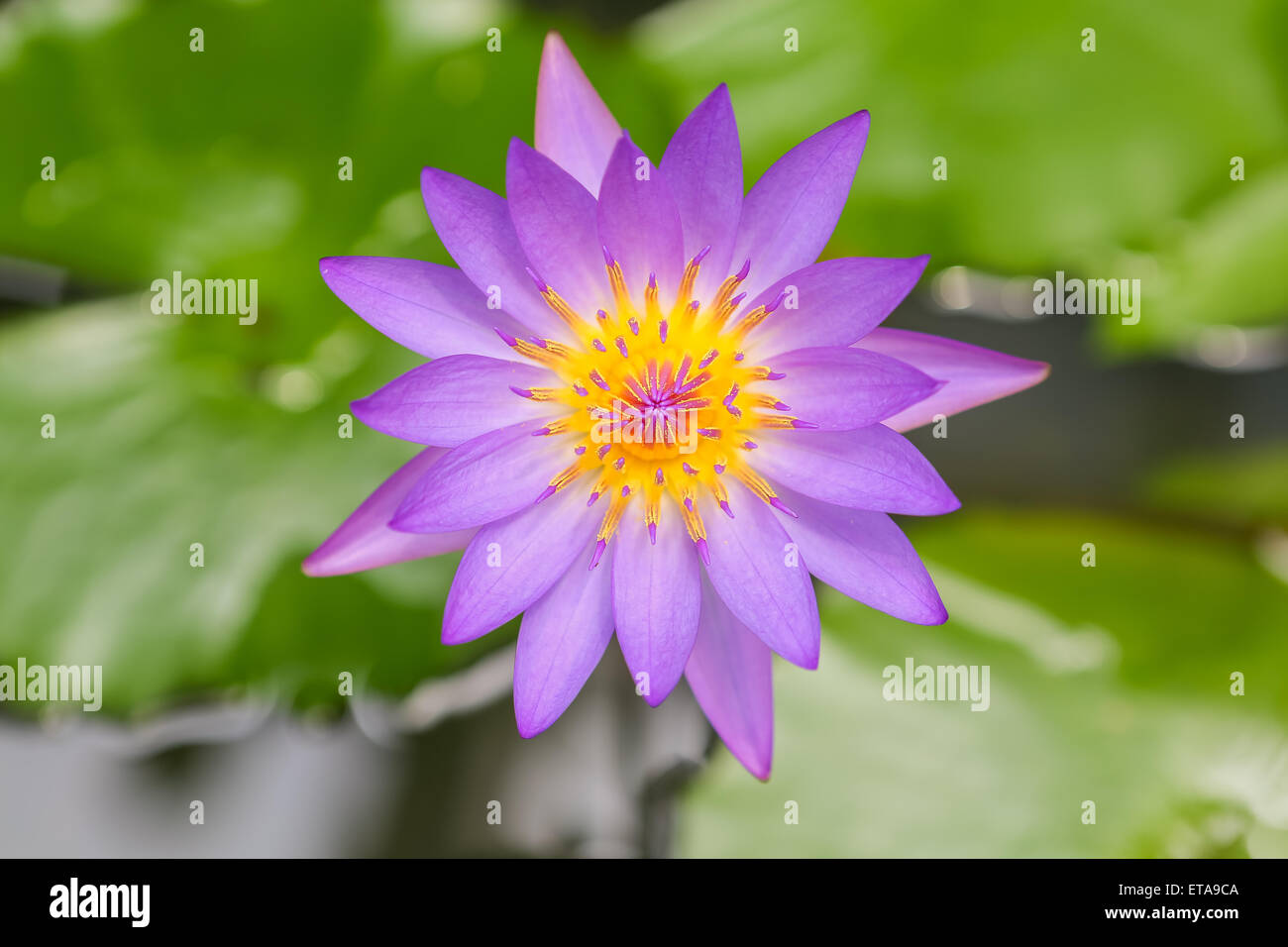 Close up asian lotus flower in water Stock Photo Alamy