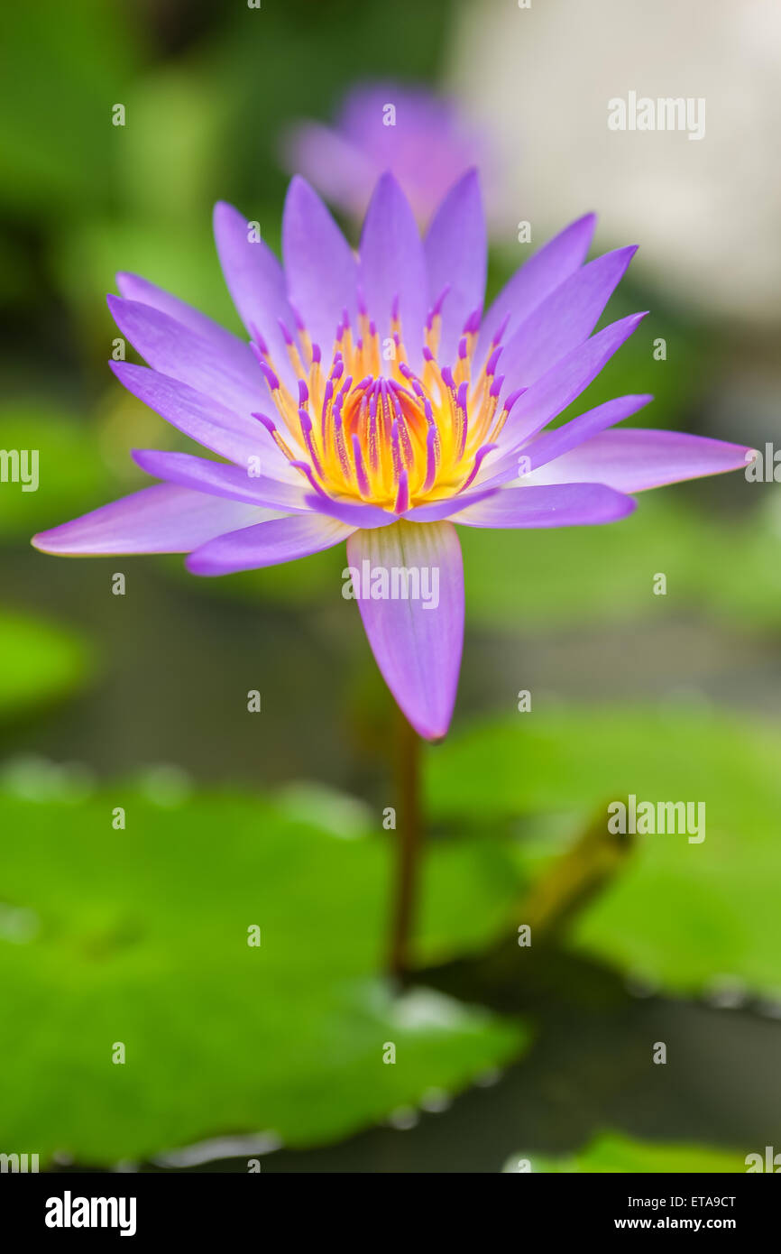 Close up asian lotus flower in water Stock Photo Alamy