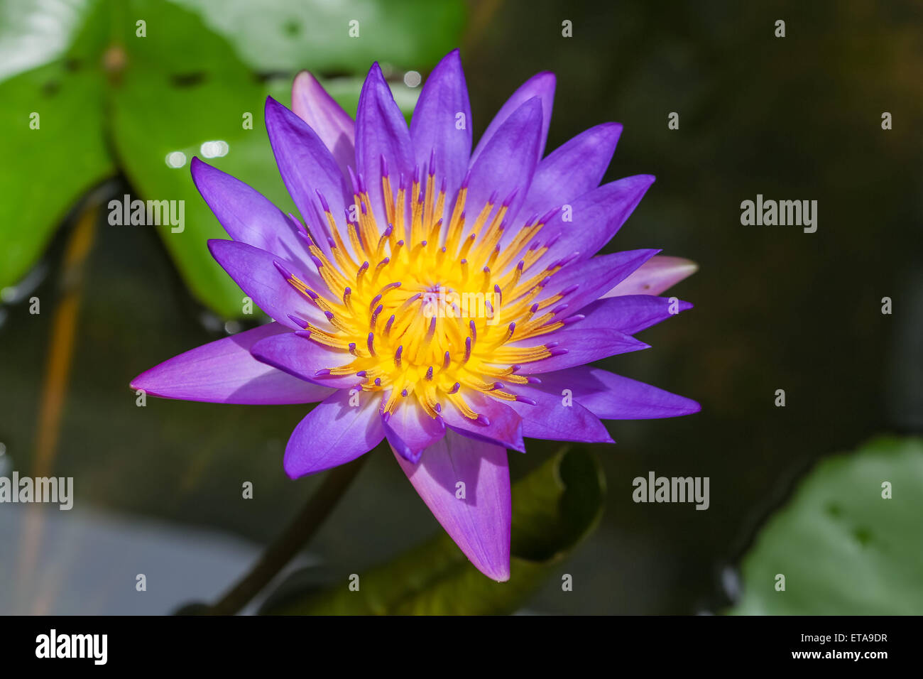 Close up asian lotus flower in water Stock Photo Alamy