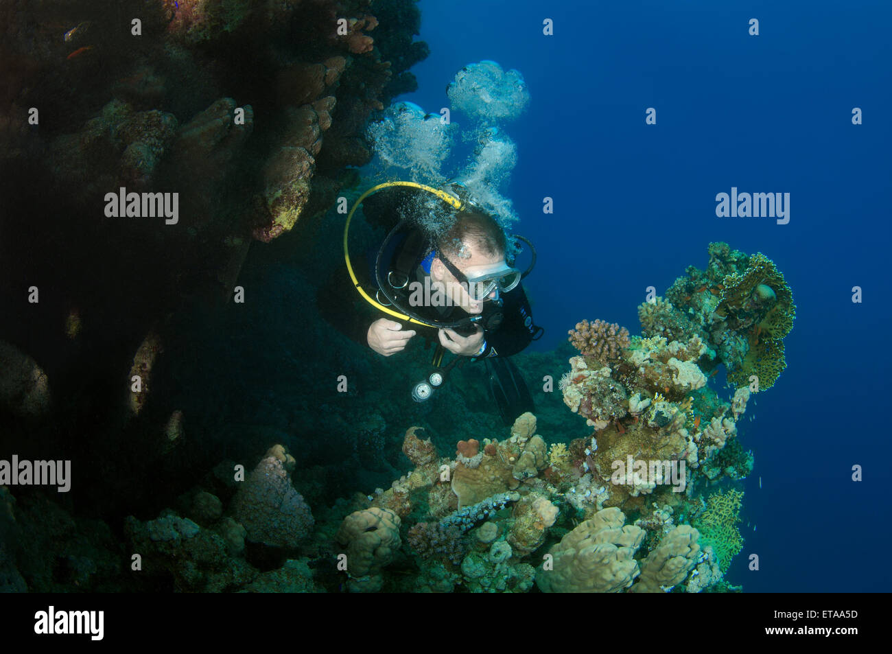 A diver swims near coral reef, Red sea, Marsa Alam, Abu Dabab, Egypt ...