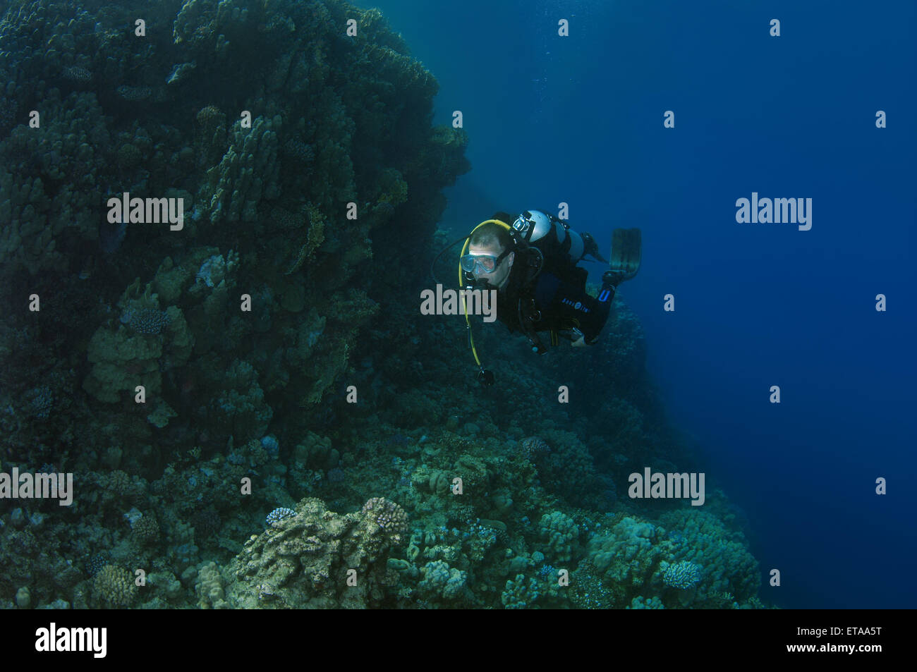A diver swims near coral reef, Red sea, Marsa Alam, Abu Dabab, Egypt Stock Photo