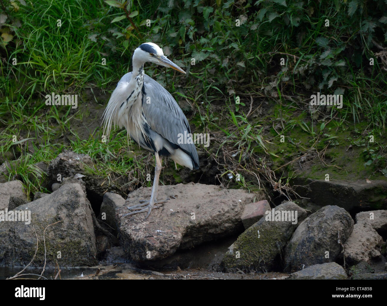 Manchester, UK  12th June 2015 A grey heron searches for fish along the River Mersey as it flows  between Northenden and Didsbury in South Manchester. Grey Heron Search for Food  Manchester, UK Credit:  John Fryer/Alamy Live News Stock Photo