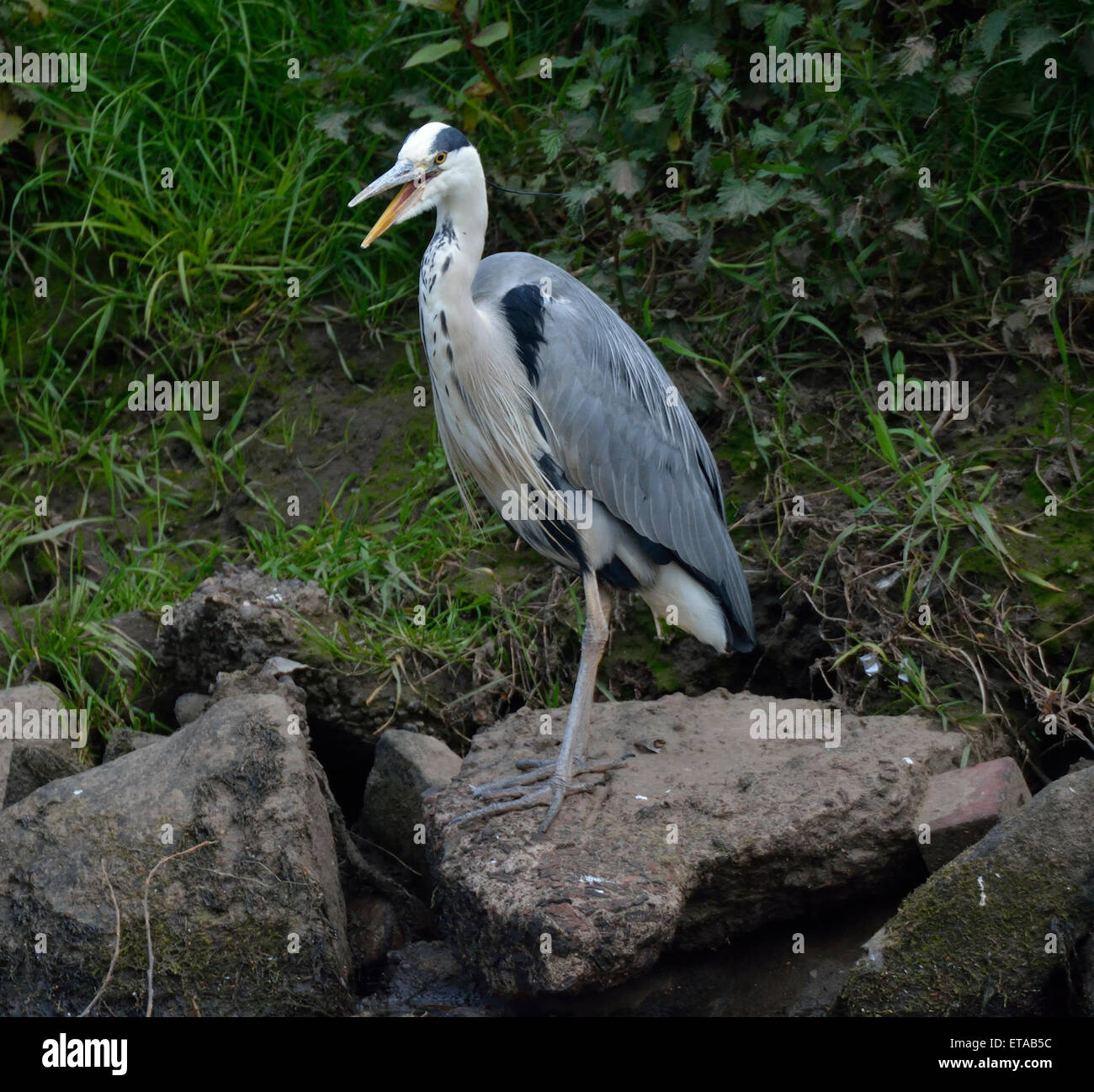 Manchester, UK  12th June 2015 A grey heron searches for fish along the River Mersey as it flows  between Northenden and Didsbury in South Manchester. Grey Heron Search for Food  Manchester, UK Credit:  John Fryer/Alamy Live News Stock Photo