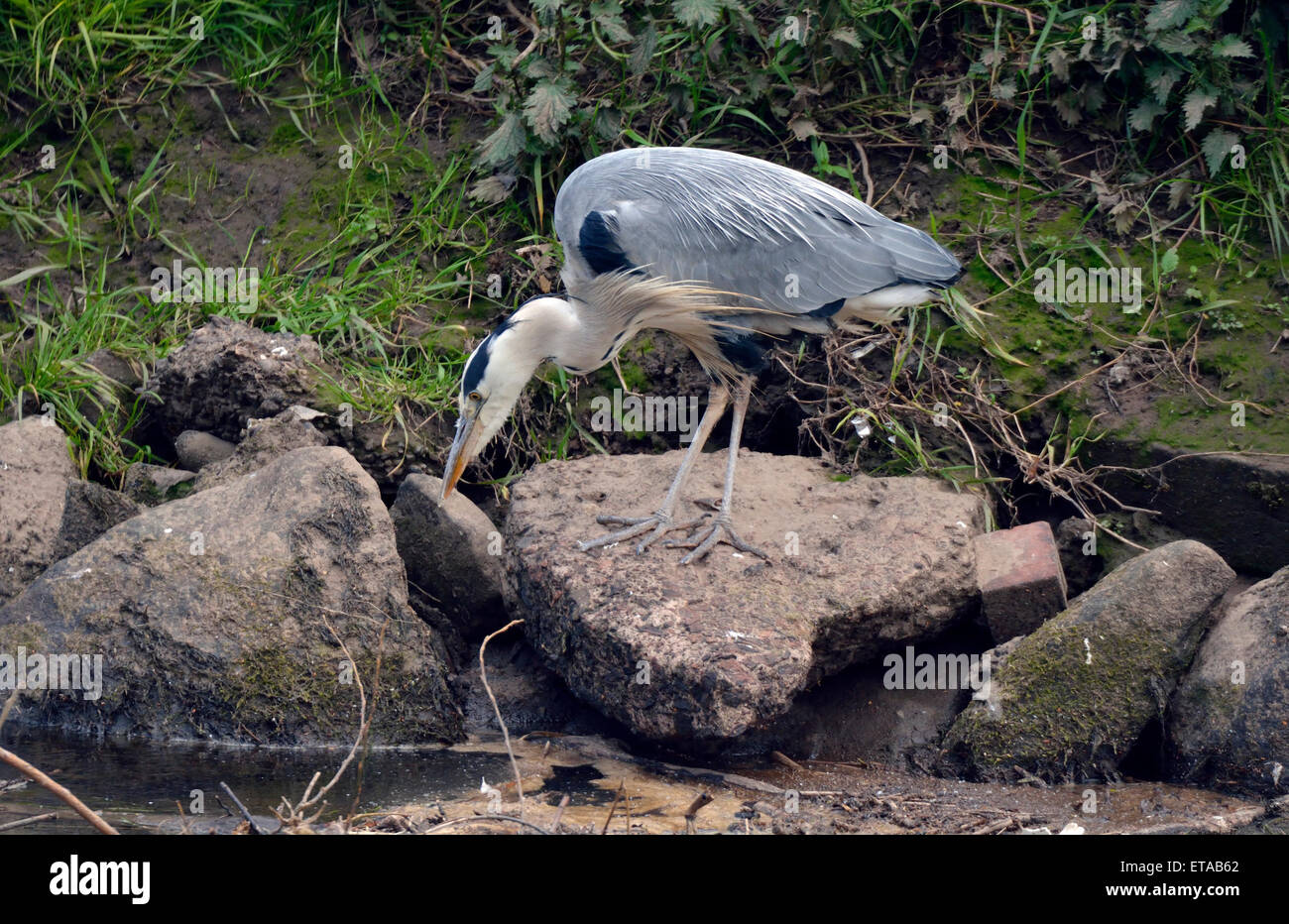 Manchester, UK  12th June 2015 A grey heron searches for fish along the River Mersey as it flows  between Northenden and Didsbury in South Manchester. Grey Heron Search for Food  Manchester, UK Credit:  John Fryer/Alamy Live News Stock Photo