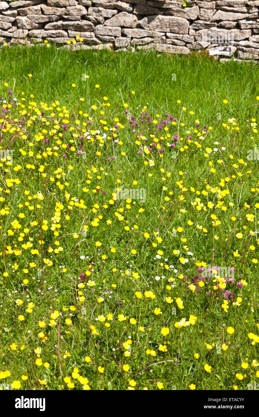 Springtime in the Cotswolds -  Buttercups flowering in a field near the Cotswold village of Lower Slaughter, Gloucestershire UK Stock Photo