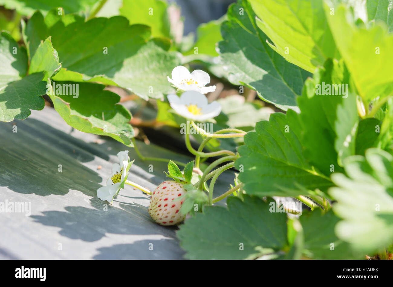 fresh Strawberry plants already ripe to harvest Stock Photo - Alamy