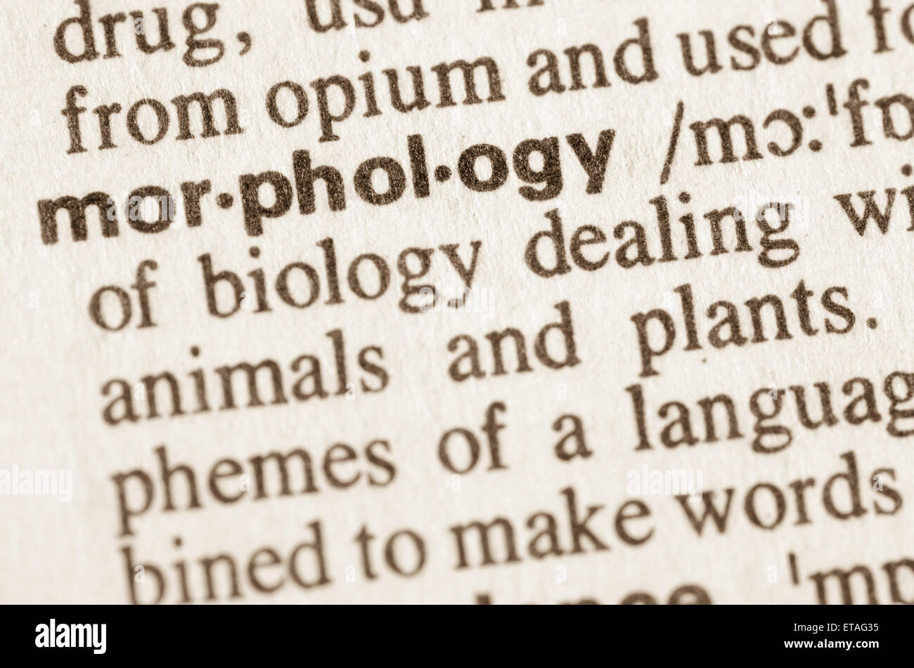 Definition of word morphology in dictionary Stock Photo
