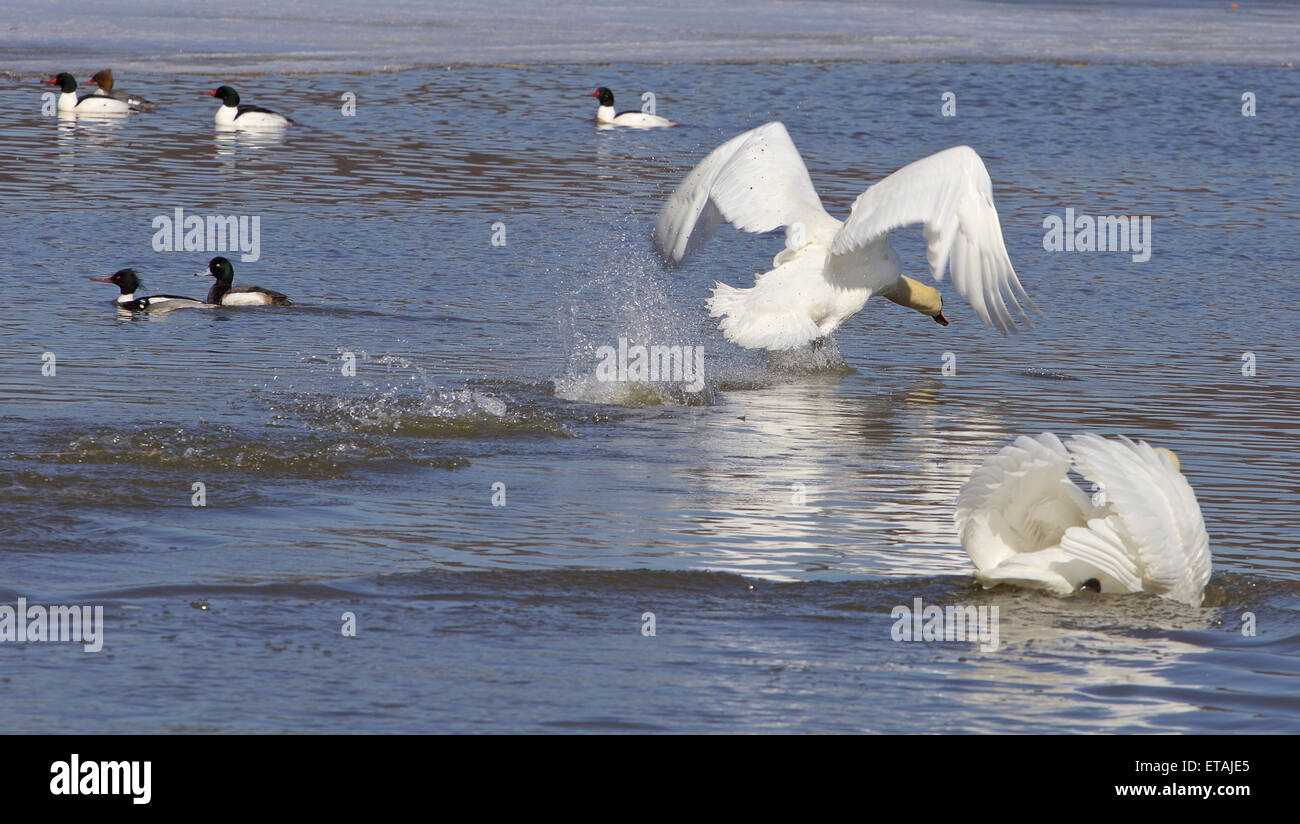 The swans take off from the water Stock Photo Alamy