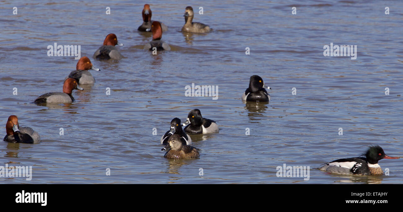 The groups of different ducks Stock Photo Alamy