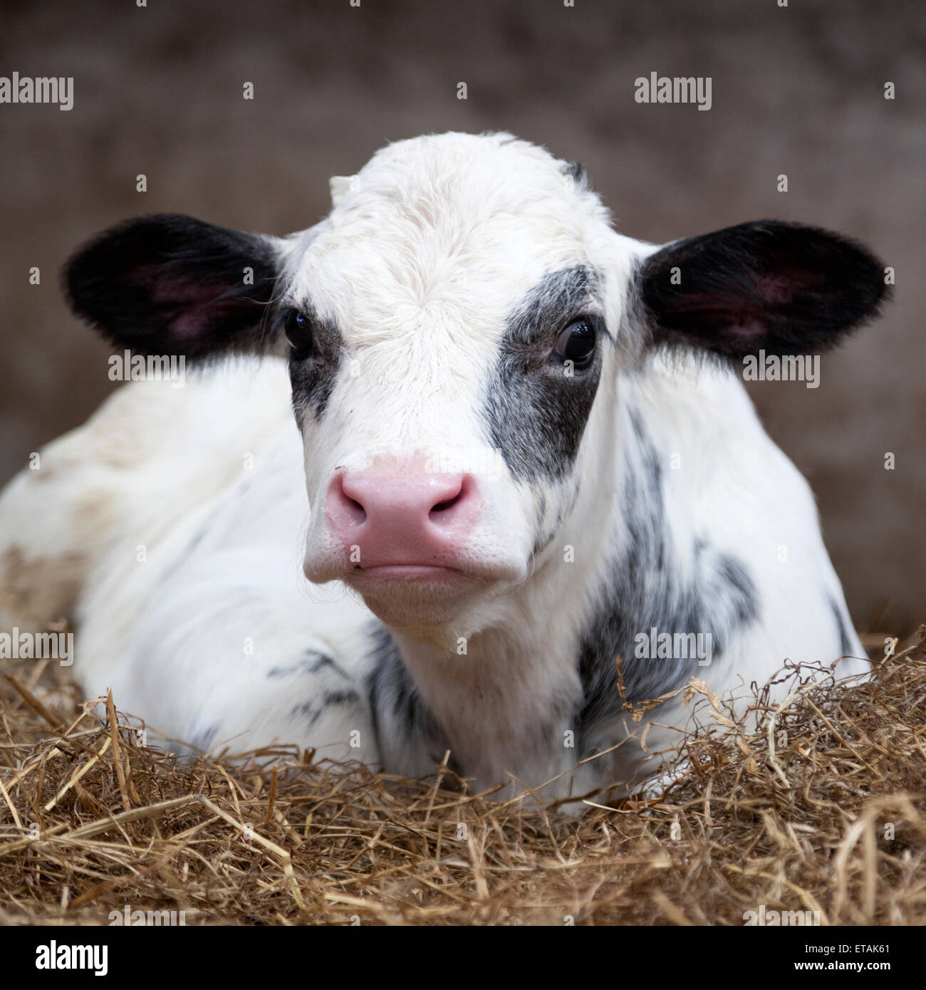 very young black and white calf in straw of barn looks alert into ...