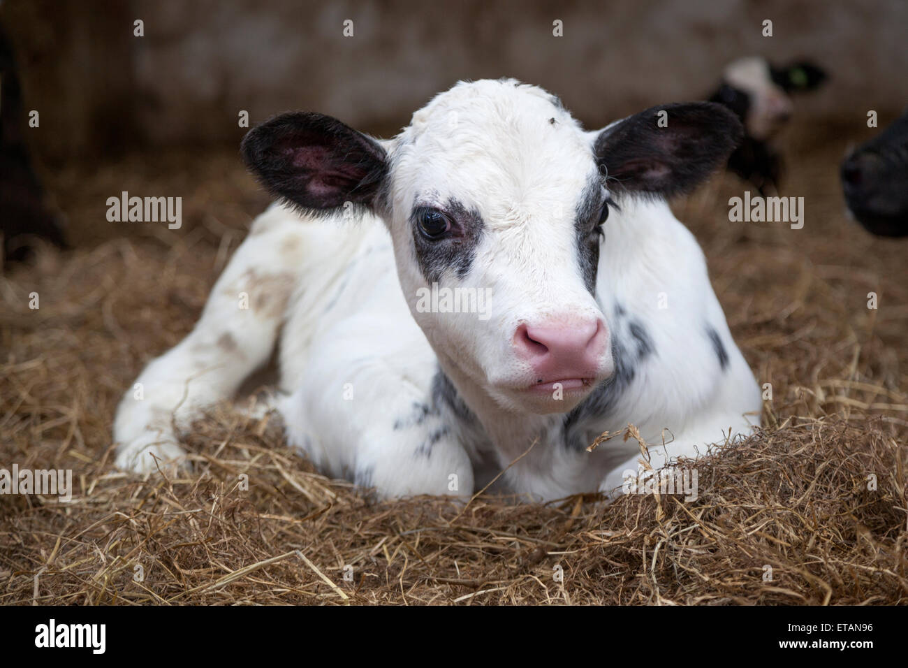 very young black and white calf in straw of barn looks alert into ...