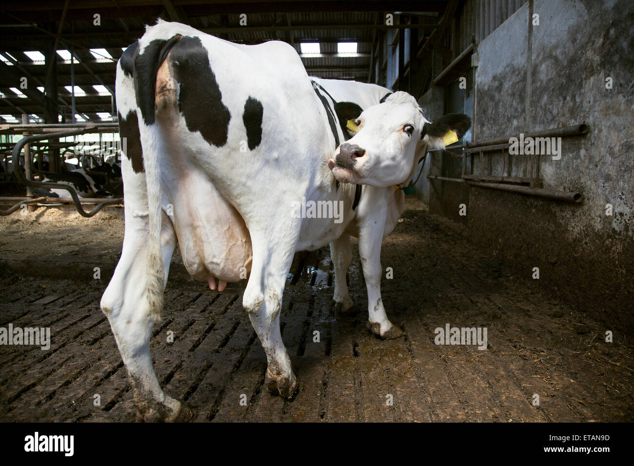Cows licks hires stock photography and images Alamy