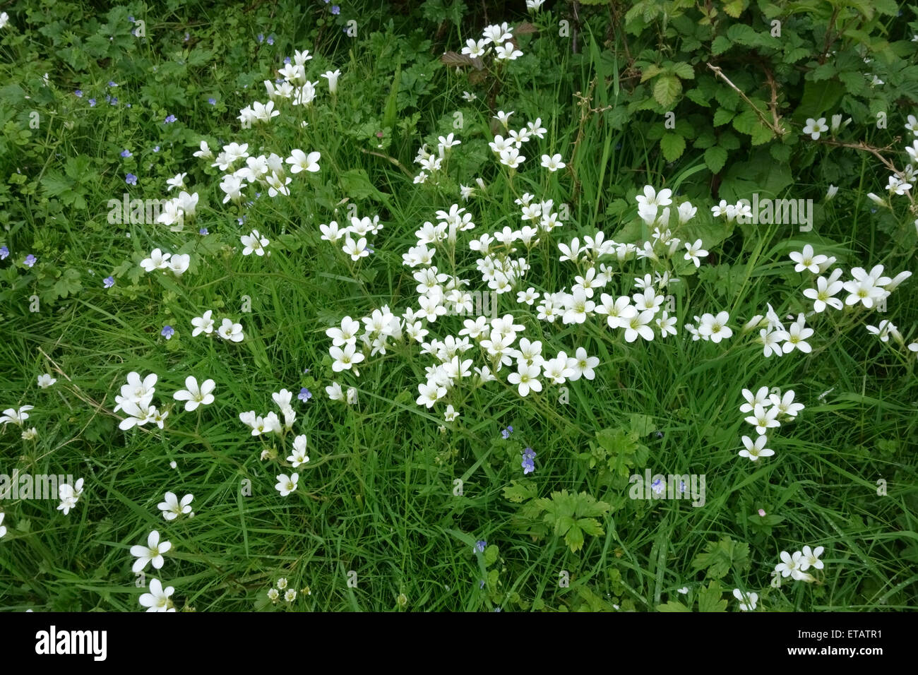 Meadow saxifrage, Saxifraga granulata, white flowering plants in well grazed grassland, Berkshire, June Stock Photo