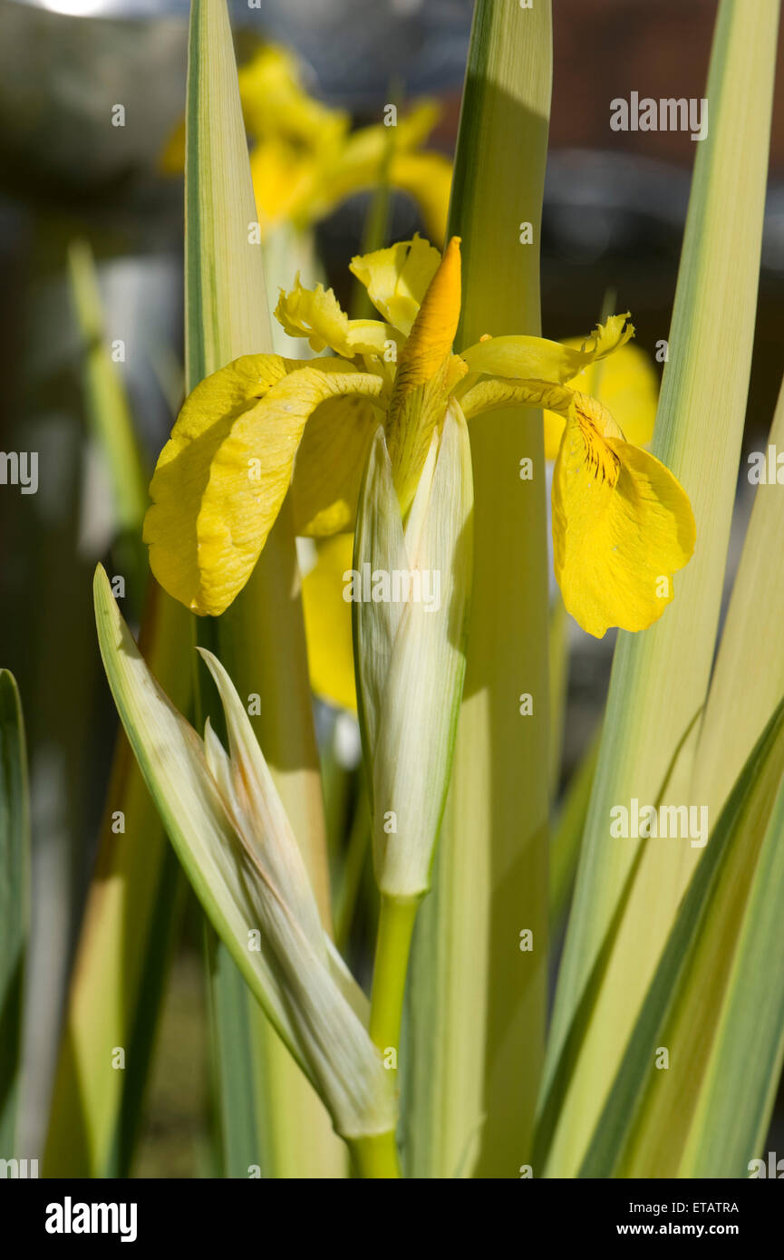 Variegated leaves and flower on yellow flag iris, Iris pseudocorus variegata, marginal rhizomatous plant, Berkshire, June Stock Photo