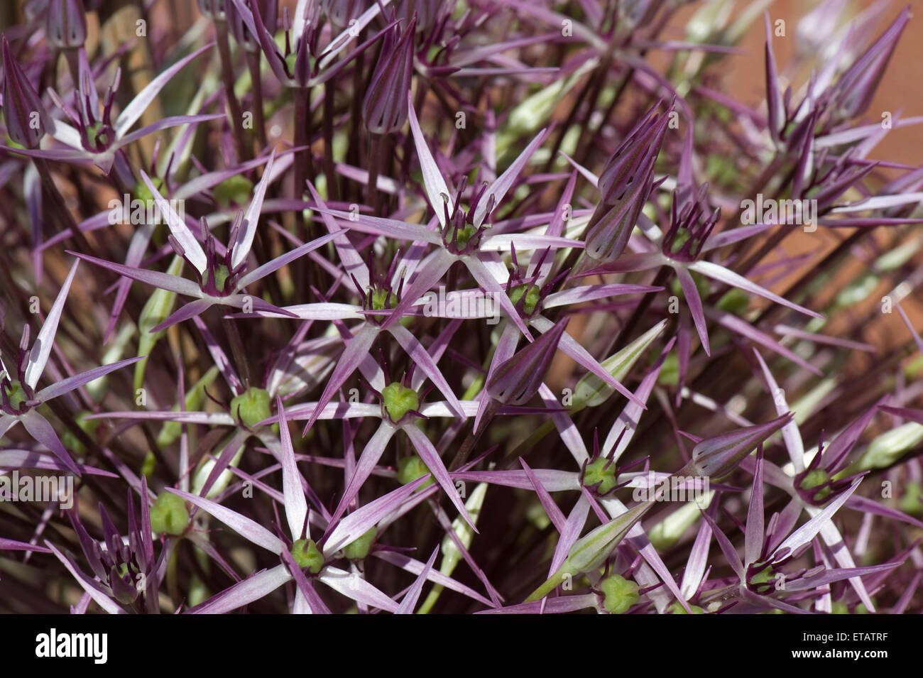 Star shaped flowers of Allium cristophii or star of Persia, purple lilac irridescent florets Stock Photo
