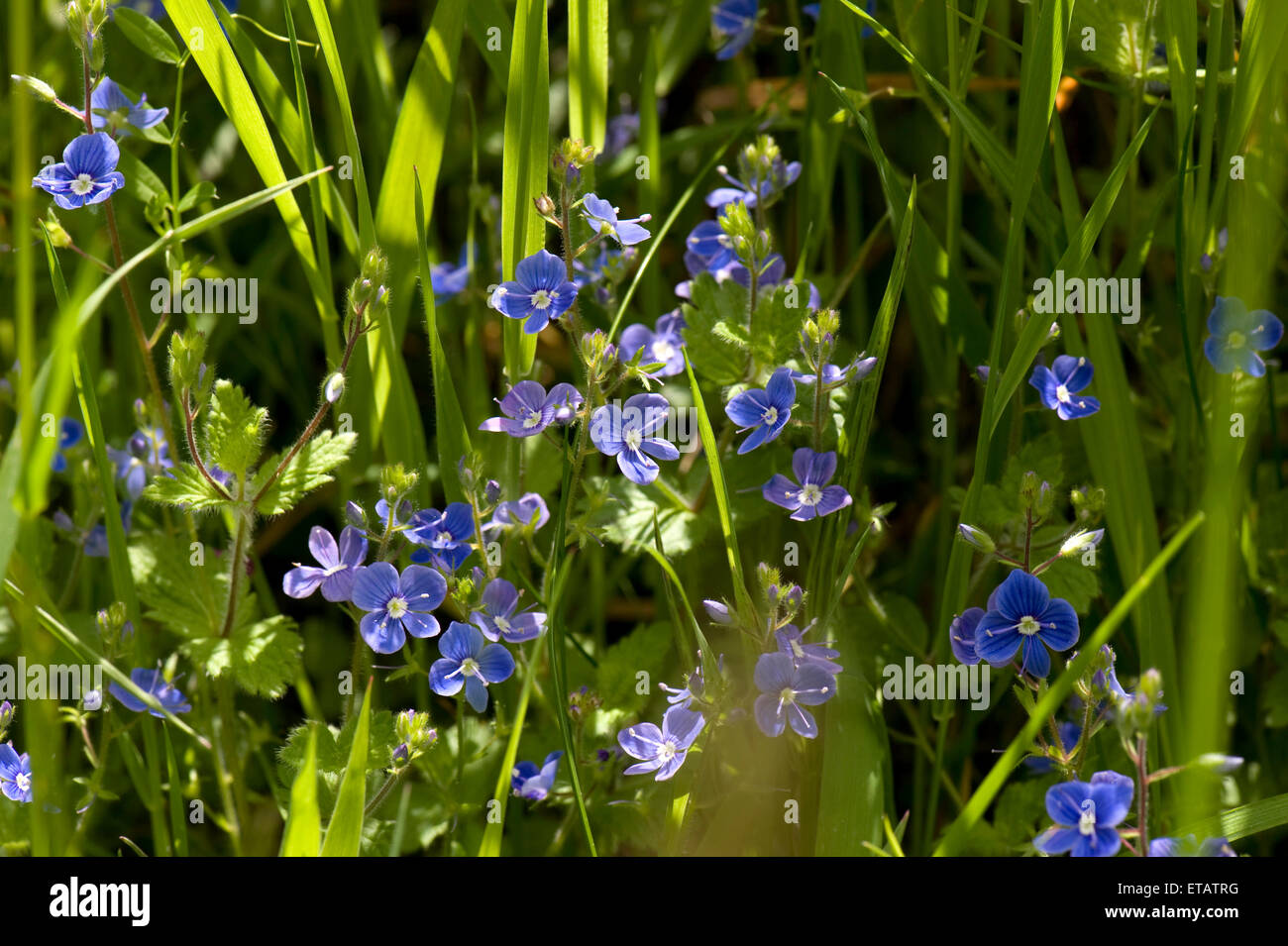 Bird's-eye sppedweel or germander speedwell, Veronica chamaedrys, blue flowers in grassland back lit by sunlight, Berkshire, Jun Stock Photo