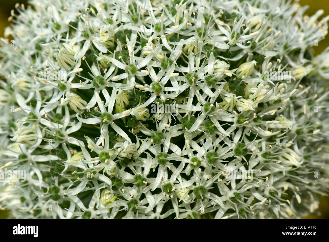 Tall white flower of Allium 'Everest' a garden bulb ornamental, Berkshire, June Stock Photo