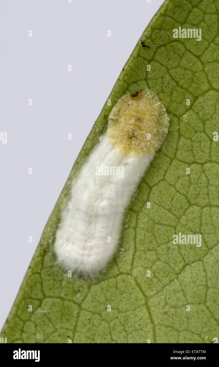 Cushion scale insect, Pulvinaria floccifera, laying eggs on the underside of an ornamental garden Rhododendron leaf Stock Photo