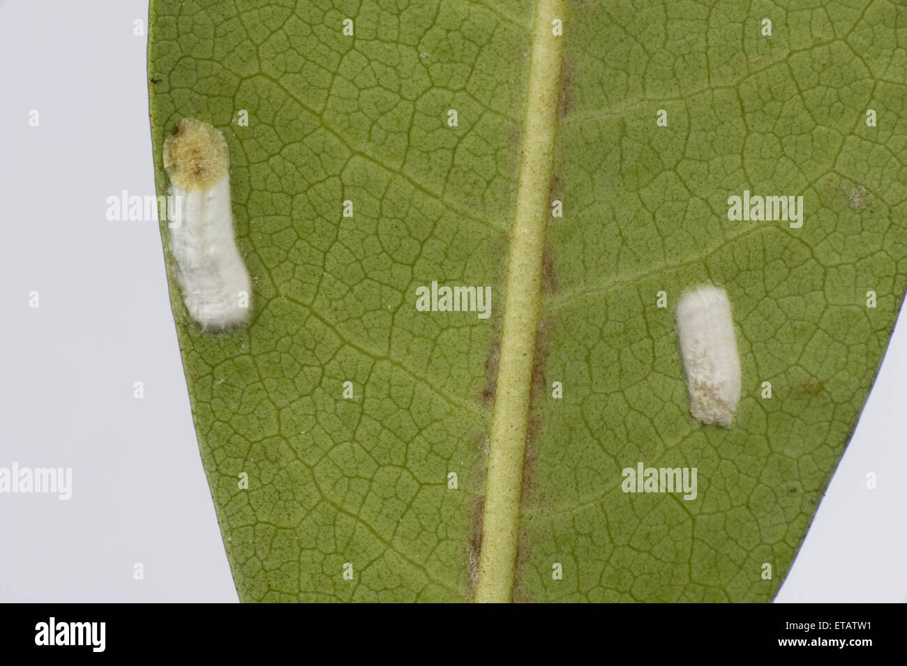 Cushion scale insect, Pulvinaria floccifera, laying eggs on the underside of an ornamental garden Rhododendron leaf Stock Photo