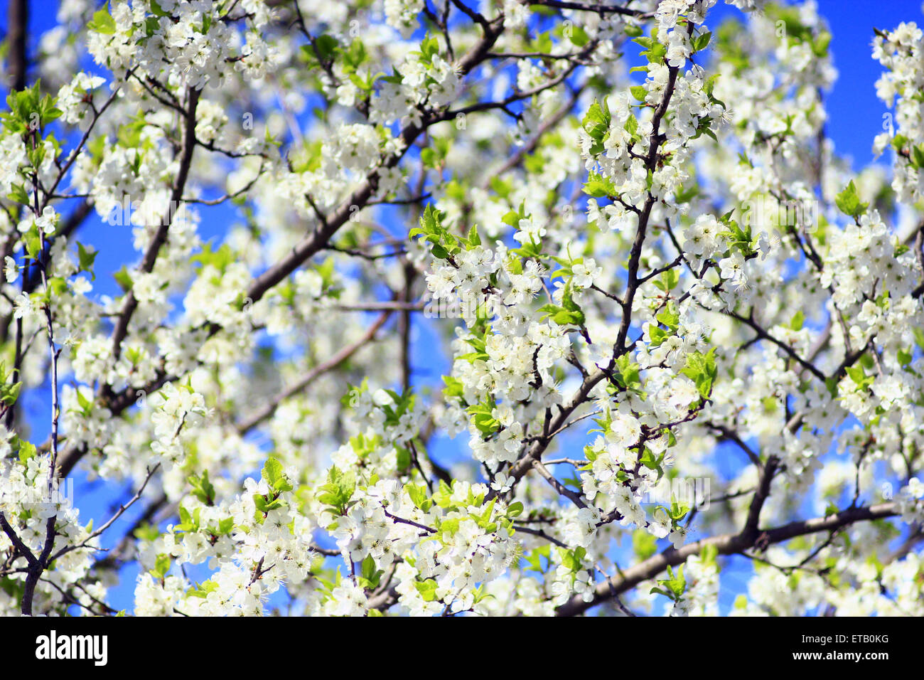 branch of blossoming tree of plum on background of the blue sky Stock ...