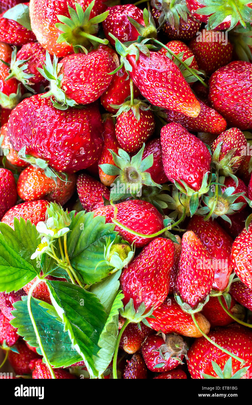 Bunch of fresh strawberries with leaves and blossom closeup Stock Photo ...
