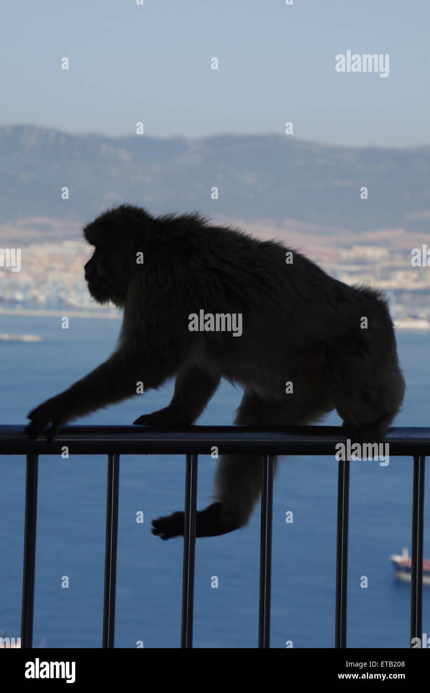 Barbary Ape climbs railings,Barbary Ape Silhouette,Barbary,Ape,Silhouette,climbs,railings,Gibraltar,Barbary,Ape Stock Photo