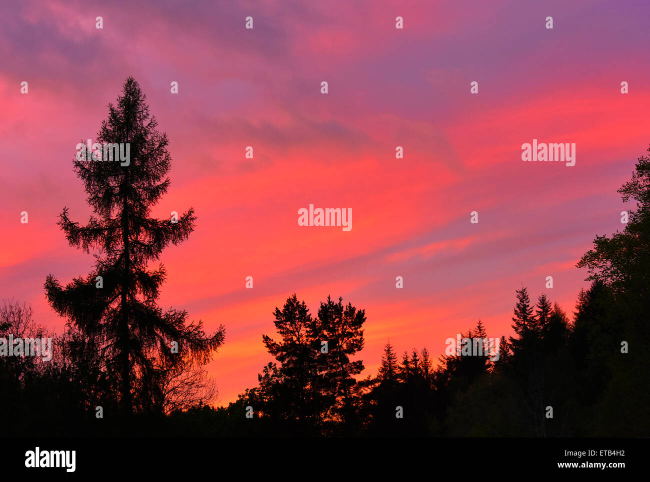 Red sky with trees hi-res stock photography and images - Alamy