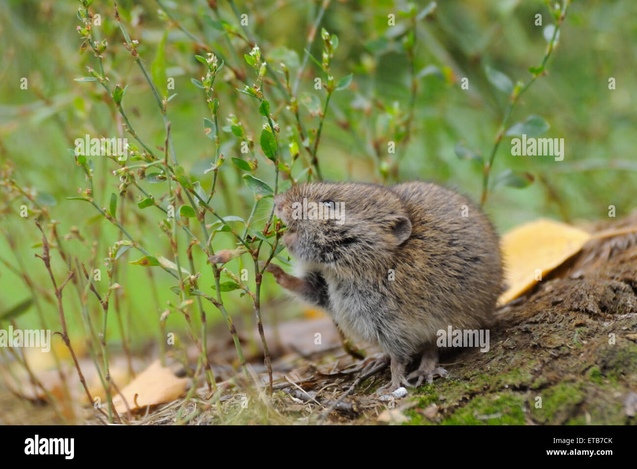 Common vole eats seeds of field grasses Stock Photo