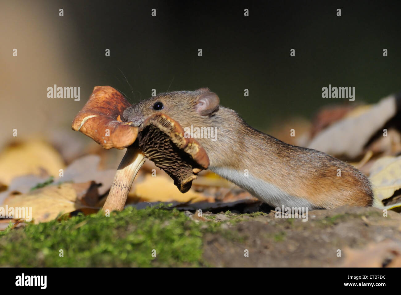 Striped Field Mouse at mushroom Stock Photo