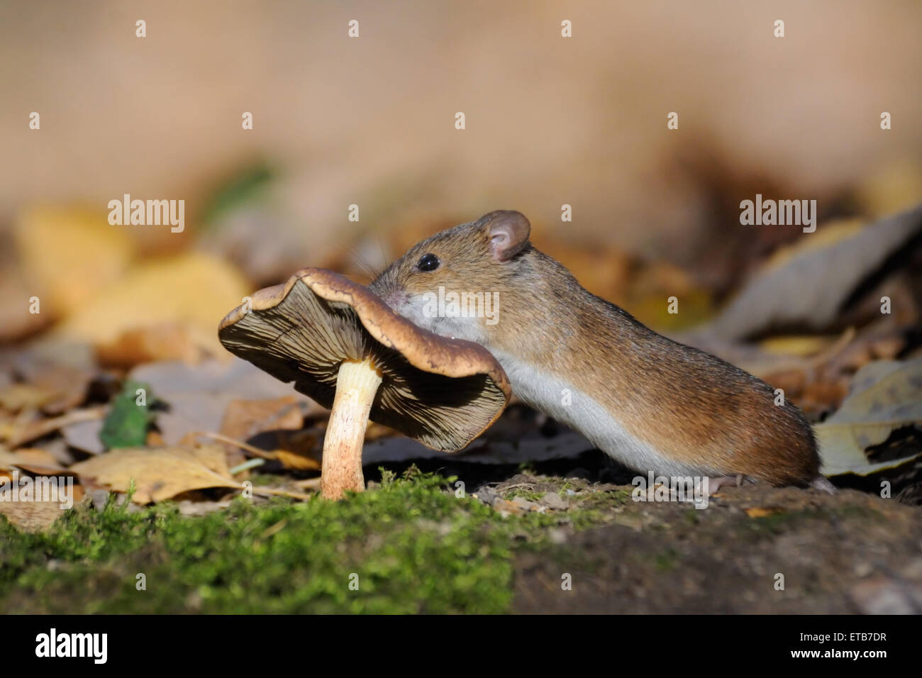 Striped Field Mouse at mushroom Stock Photo