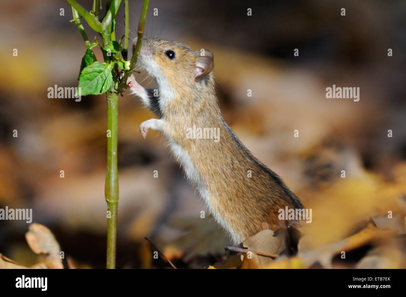 Striped Field Mouse eats Touch-me-not plant Stock Photo