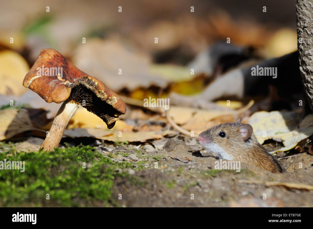 Striped Field Mouse in the burrow near mushroom Stock Photo