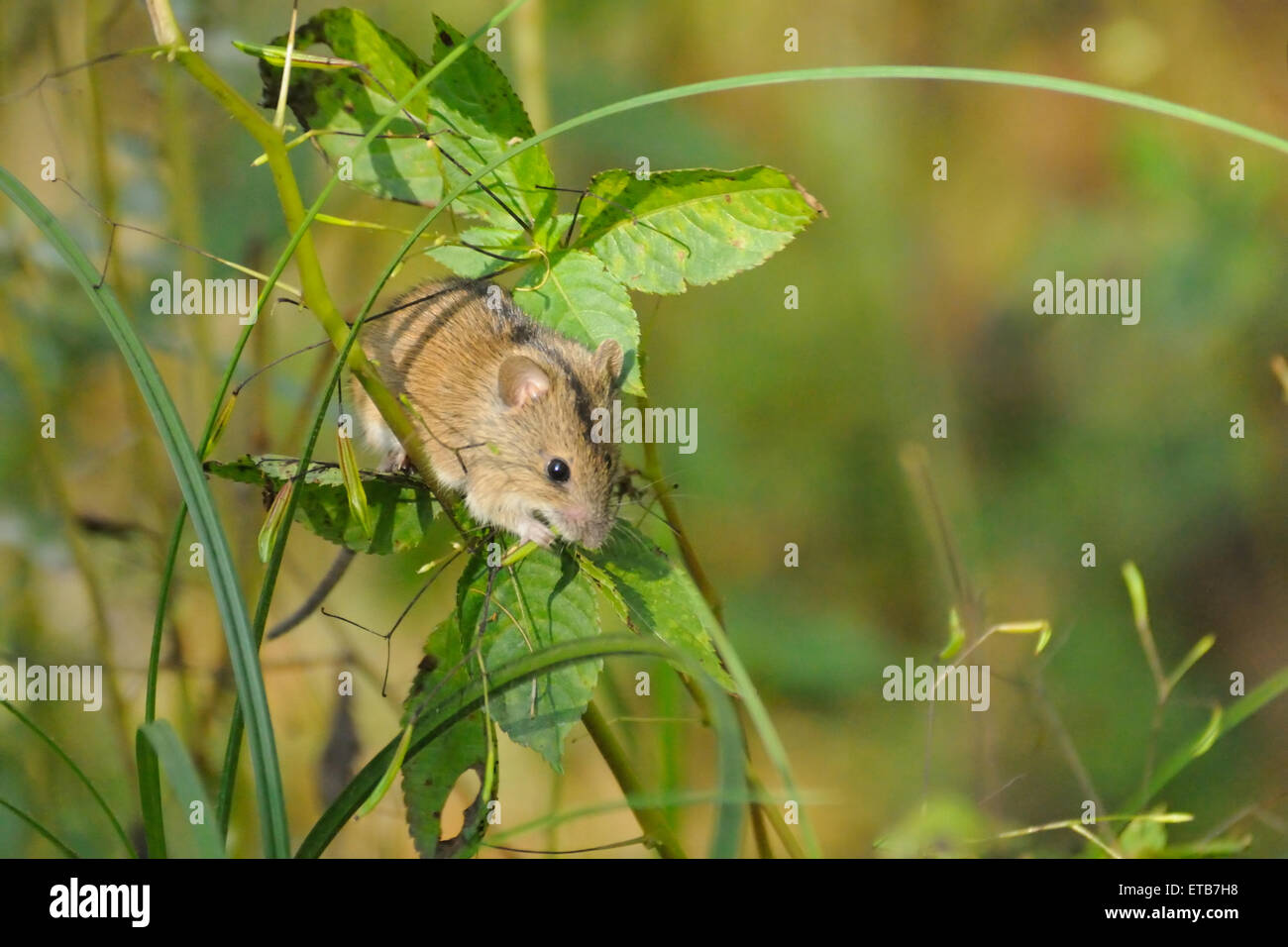 Striped Field Mouse on Touch-me-not plant Stock Photo
